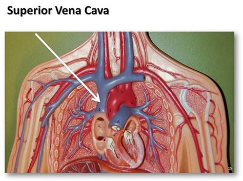 Vena Cava, Superior