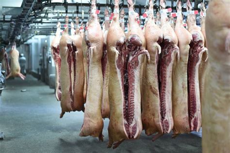 Pork Carcasses On Hooks Stock Image Image Of Hang Industry