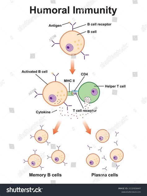 Scientific Designing Humoral Immunity Germinal Centre Stock Vector