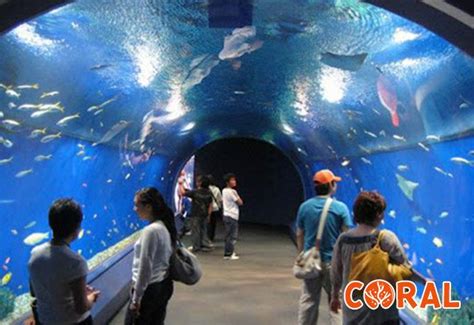Аквариум в Хургаде — Coral Tours