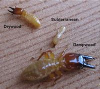 Drywood Termites Vs Subterranean Termites