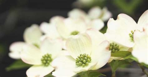 Dogwood Flower Meaning and Symbolism - WhenYouGarden.com