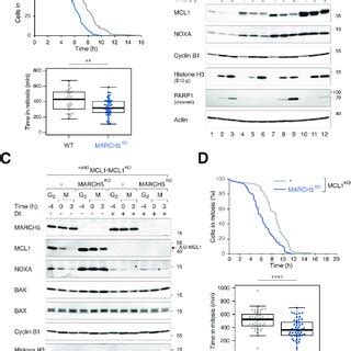 MARCH5 Inhibits Mitotic Apoptosis Through MCL1 Dependent And