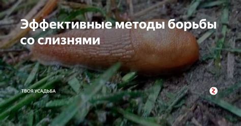 Эффективные методы борьбы со слизнями | Старые письма, Огород, Борьба