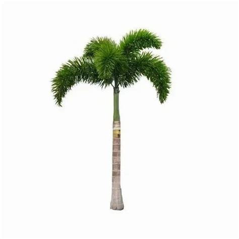 Hyophorbe Lagenicaulis Green Foxtail Palm For Medicinal At Rs 1800 In