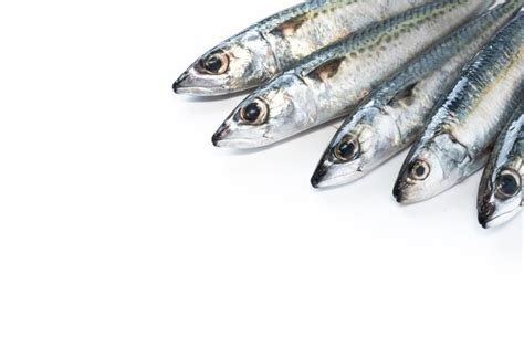 Premium Photo Raw Mackerel Fish Isolated On White Background