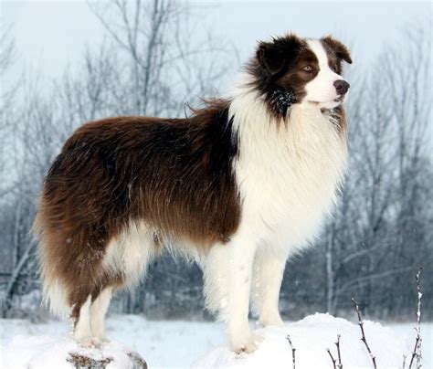 The Border Collie Blue Spirits Border Collies