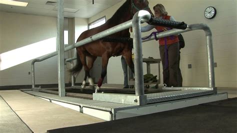 Horse Treadmill Youtube