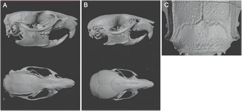 Rodent Skull
