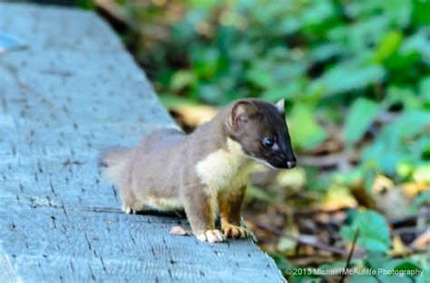 Short-Tailed Weasel - Michael McAuliffe Photography