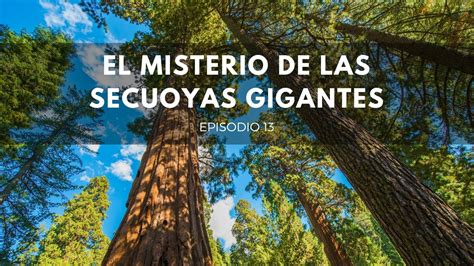 El Misterio De Las Secuoyas Gigantes Parte 1 Orígenes 13 Youtube