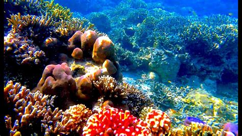 Siladen Nain Bunaken Island Trip Snorkeling Freedive Enjoying D