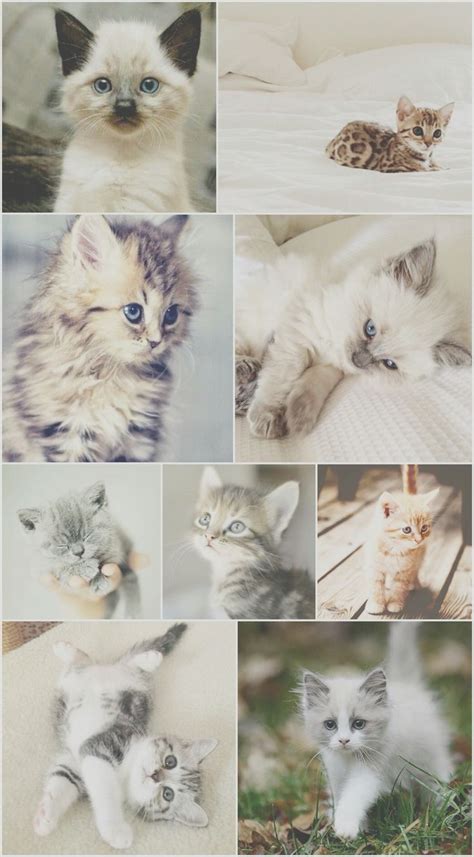 Many Different Pictures Of Cats And Kittens Together