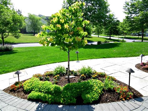 Dwarf Pine Trees For Landscaping — Randolph Indoor and Outdoor Design