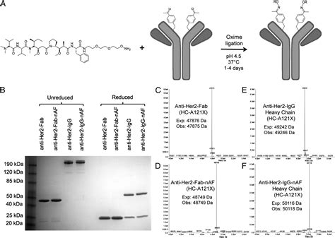 Synthesis Of Site Specific Antibody Drug Conjugates Using Unnatural