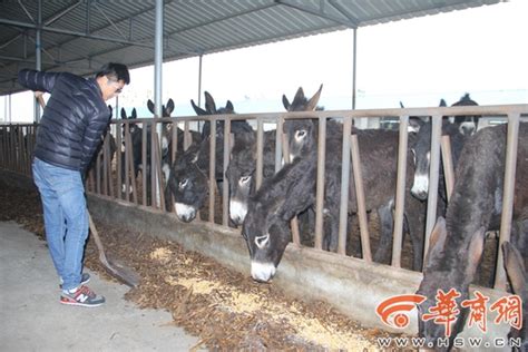 陕西男子辞外企工作回乡养驴 年入上百万央广网