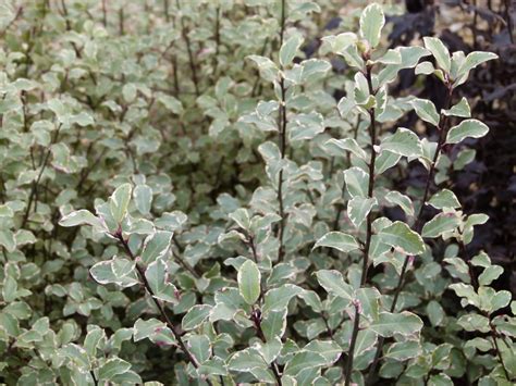 Pittosporum Tenuifolium Victoria Horticulture Dumont