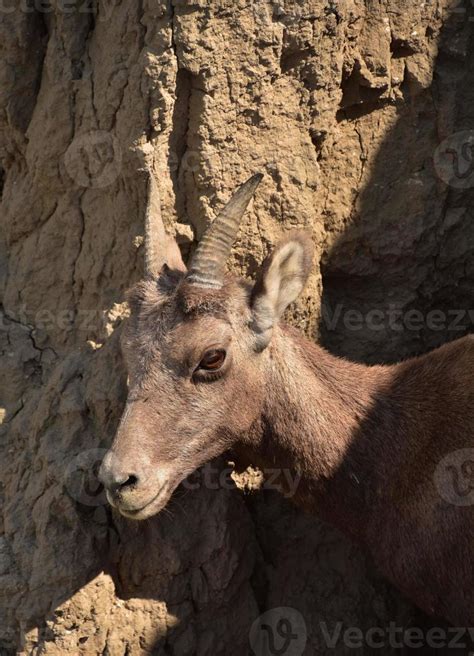 Bighorn Sheep in Badlands National Park in the Summer 9600349 Stock ...