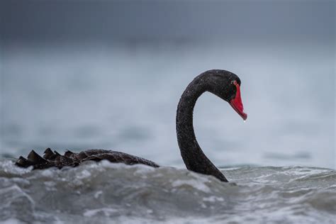 Black Swan | Sean Crane Photography