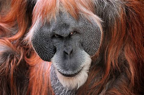 Angry Ape Stock Photos Pictures And Royalty Free Images Istock