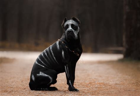 How Long Does The Cane Corso Live Lifespan And Factors To Consider