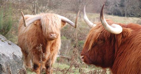 Where To Find Highland Cows In Scotland Wilderness Scotland