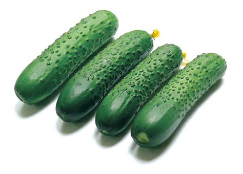 Огурцы Спино F1: семена и саженцы купить | цена 50 руб.