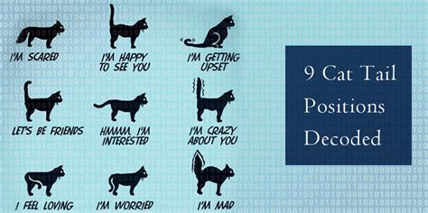 9 Cat Tail Positions Decoded | DiscountPetCare