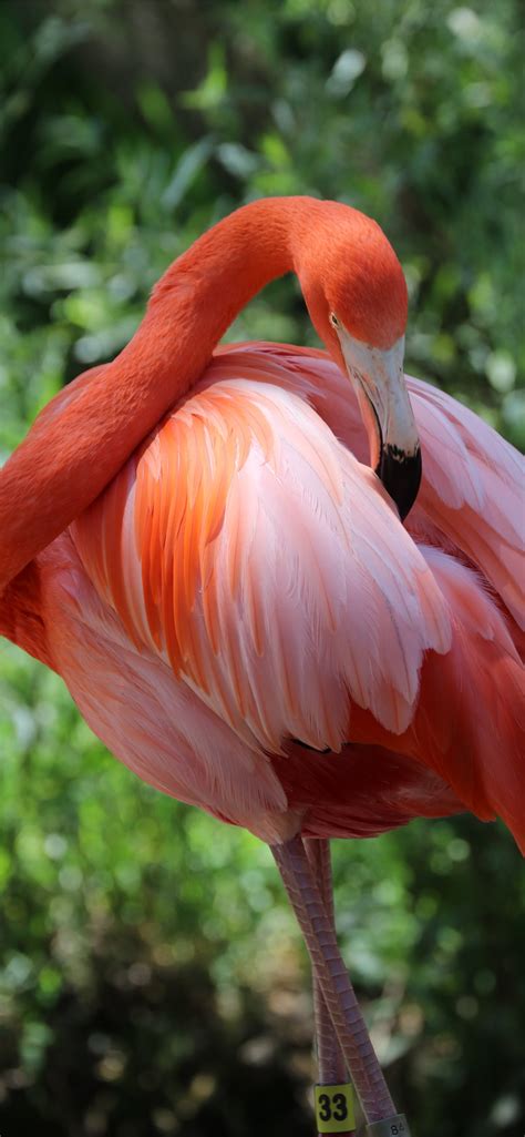 Pink Pelican Iphone Wallpapers Free Download