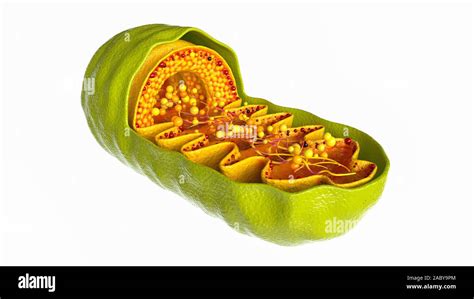 Mitochondria Cell On White Background 3d Rendering Stock Photo Alamy