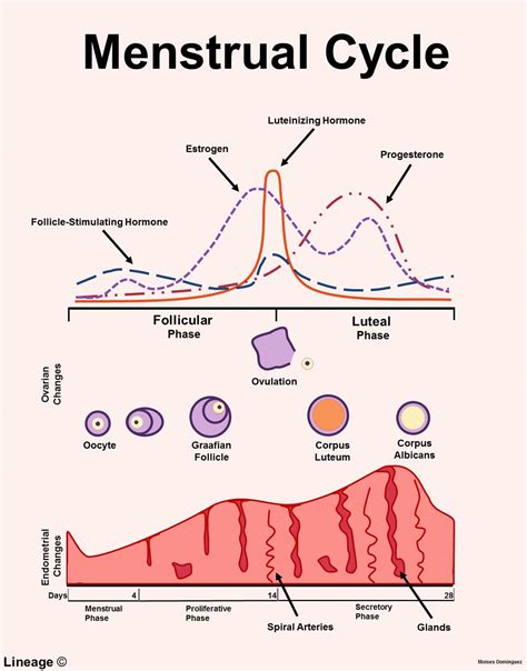 [DIAGRAM] With Diagram Explain Menstrual Cycle - MYDIAGRAM.ONLINE