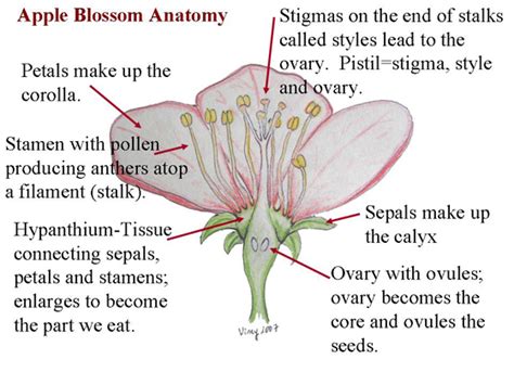 Apple Blossom Anatomy