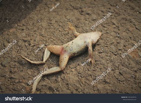 Dead Frog 2 629 Images Photos Et Images Vectorielles De Stock
