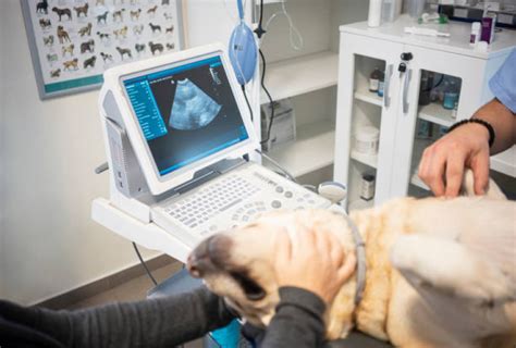 Exame de Ultrassom para Cachorro Valinhos Zooanálise Clínica