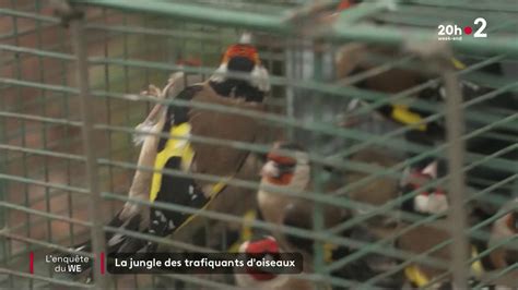 Trafic Dans La Jungle Des Trafiquants Doiseaux