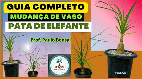 Como Mudar De Vaso Pata De Elefante Paulobonsai Youtube