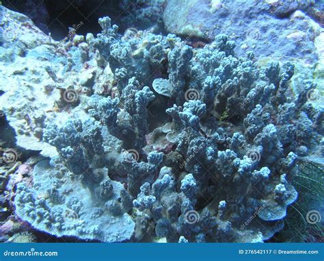 Coral Reef and Fish in Wakatobi Island Stock Image - Image of animal ...