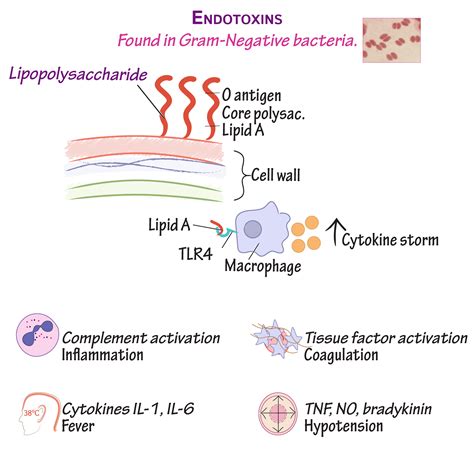 Immunology/Microbiology Glossary: Bacteria - Endotoxin | Draw It to Know It