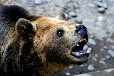 2419 Brown Bear Teeth Stock Photos Free And Royalty Free Stock Photos