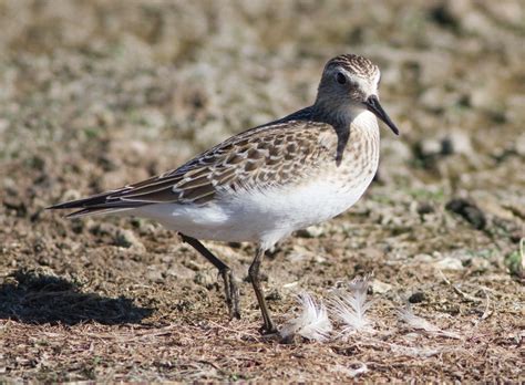 Bairds Sandpiper Idaho Birds