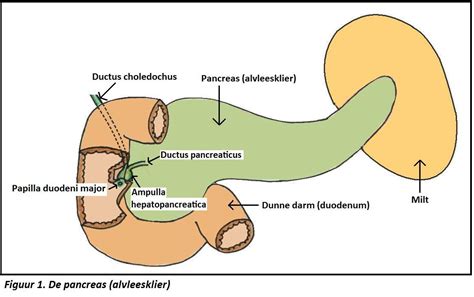 De Pancreas Alvleesklier Bouw Ligging En Functie Zo Werkt Het Lichaam