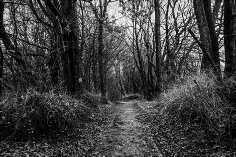 Wild Way Foto & Bild | art, spezial, wald Bilder auf fotocommunity