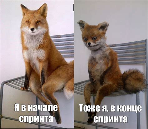 Создать комикс мем "упоротый лис с надписями, лиса, упоротый лис ...