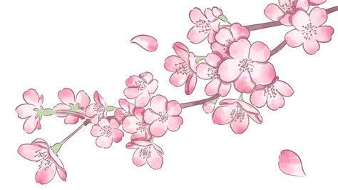 Result Images Of Falling Cherry Blossom Petals Png Png Image Collection