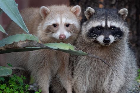 Are Raccoons Rodents Unveiling The Truth Behind Their Classification