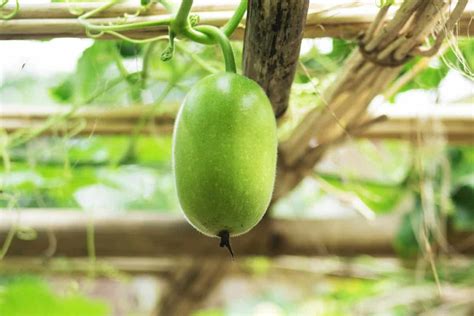 How To Grow Gourds From Seed To Harvest Check How This Guide Helps