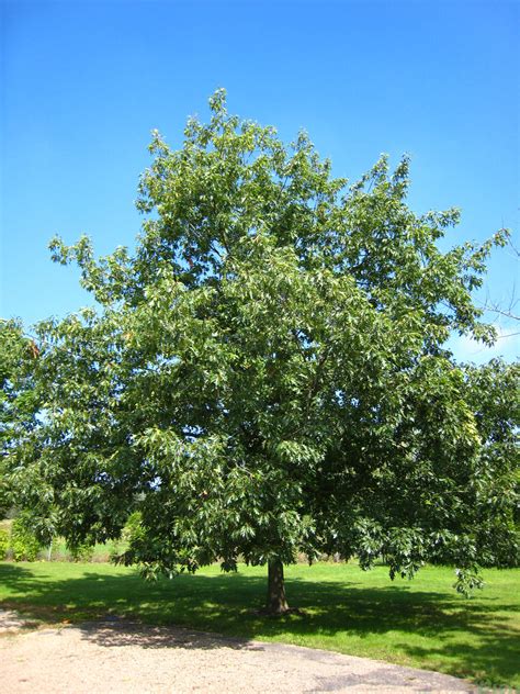 Quercus Rubra Jardin Dion