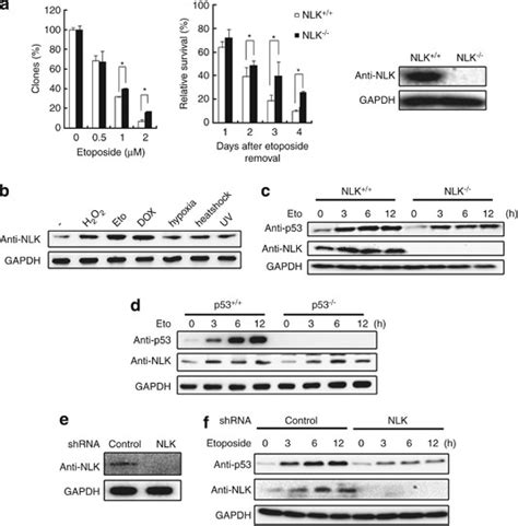 Nemo Like Kinase Is Critical For P Stabilization And Function In