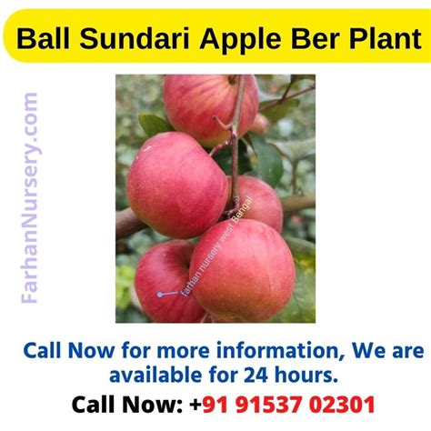 Ball Sundari Apple Ber Plant Best Plant Nursery In West Bengal