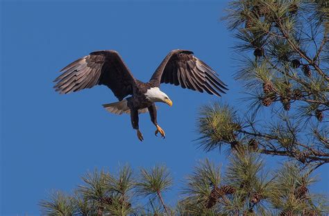 Berry College - Eagles | Eagles, Berry college, Eagle nest